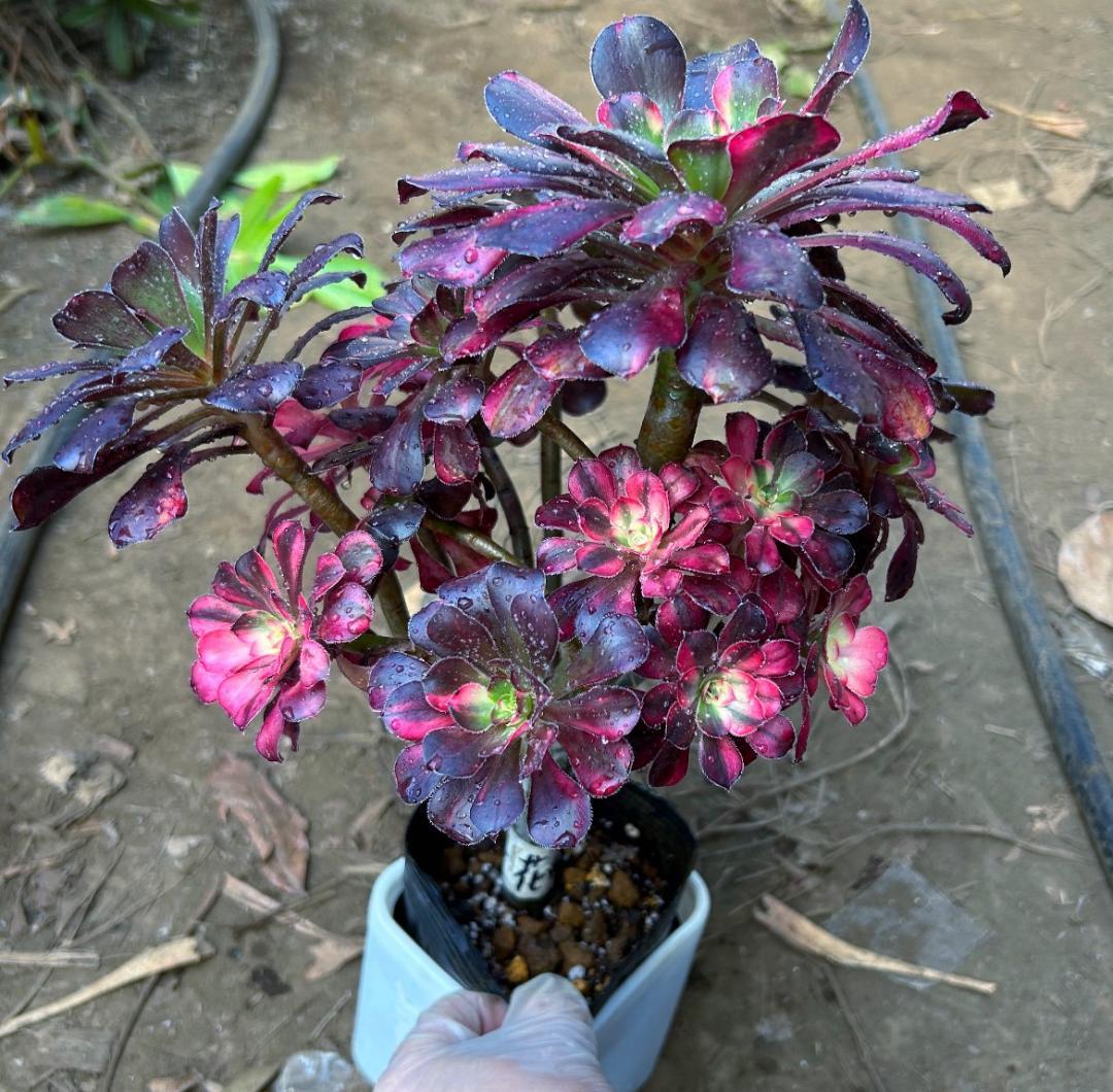 専用出品‼️アエオニウム　シャネル七彩2株　悪魔の目　カット1苗　抜き苗1株