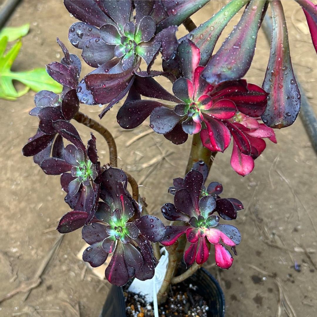 専用出品‼️アエオニウム　シャネル七彩2株　悪魔の目　カット1苗　抜き苗1株