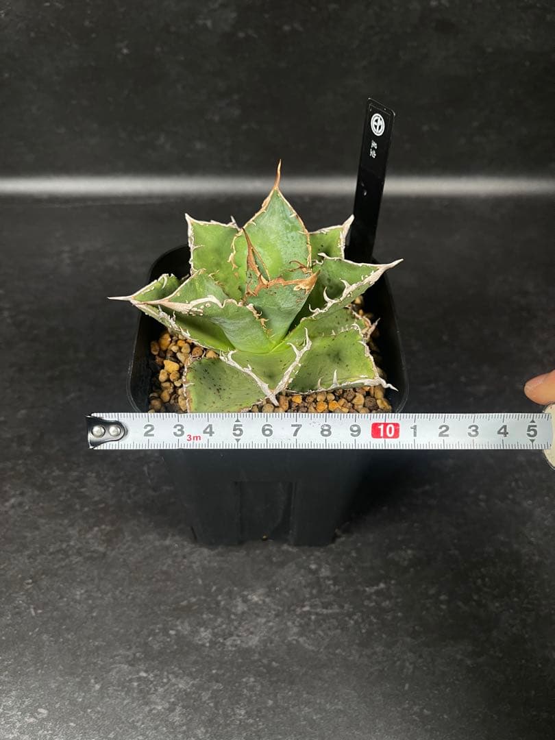 EMP アガベ チタノタ 星空　中株 / ブツブツ系 AG1-905