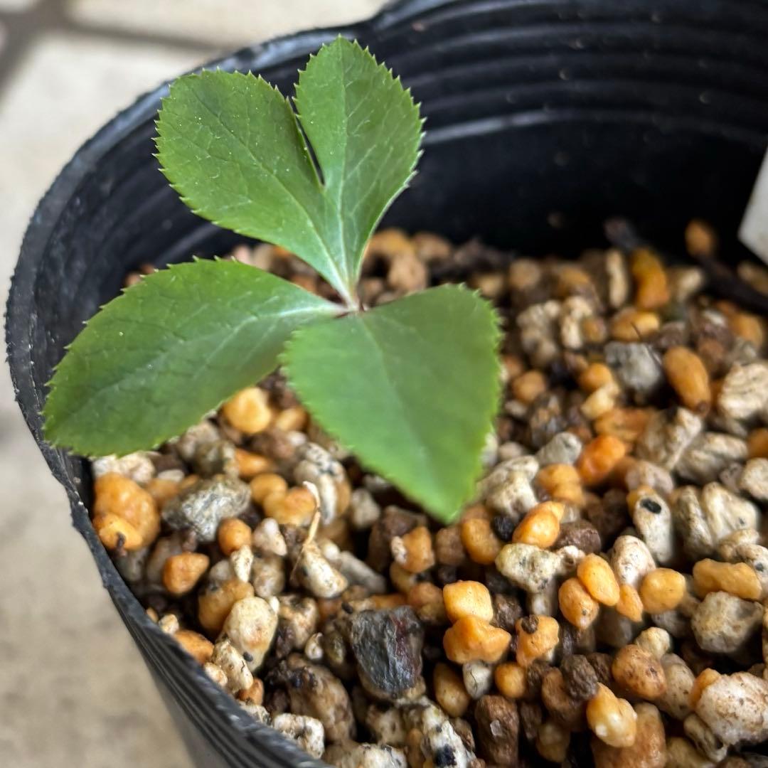 原種　クリスマスローズ 苗　クリロー　希少　クリスマスローズ　花苗