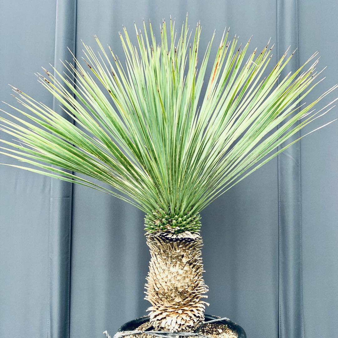 じゅんちちち　ユッカ ロストラータ　発根済　TR25