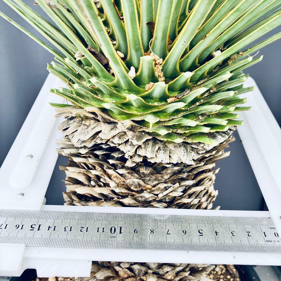 じゅんちちち　ユッカ ロストラータ　発根済　TR25