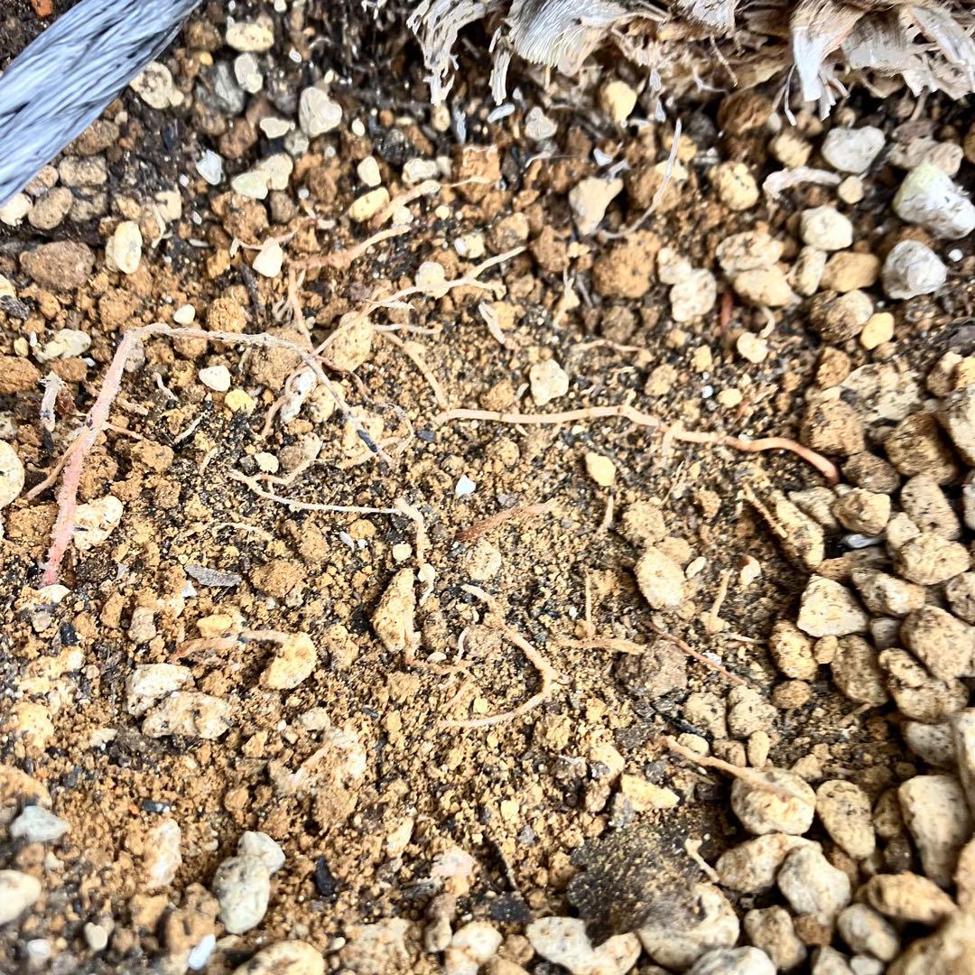 じゅんちちち　ユッカ ロストラータ　発根済　TR25