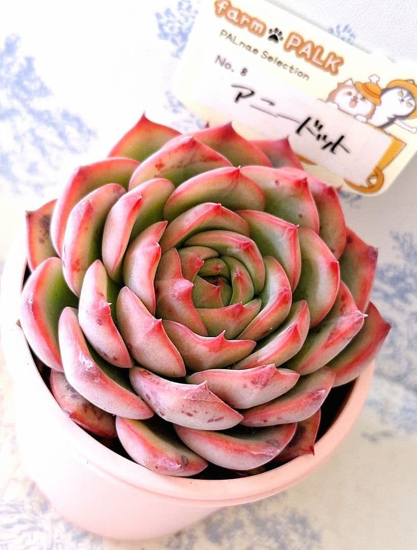 たにく小町 ＊プロフ必読＊様 リクエスト 2点 まとめ商品