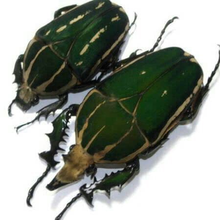 南コンゴ産 ポギーオオツノカナブン ペア 82mm 62mm