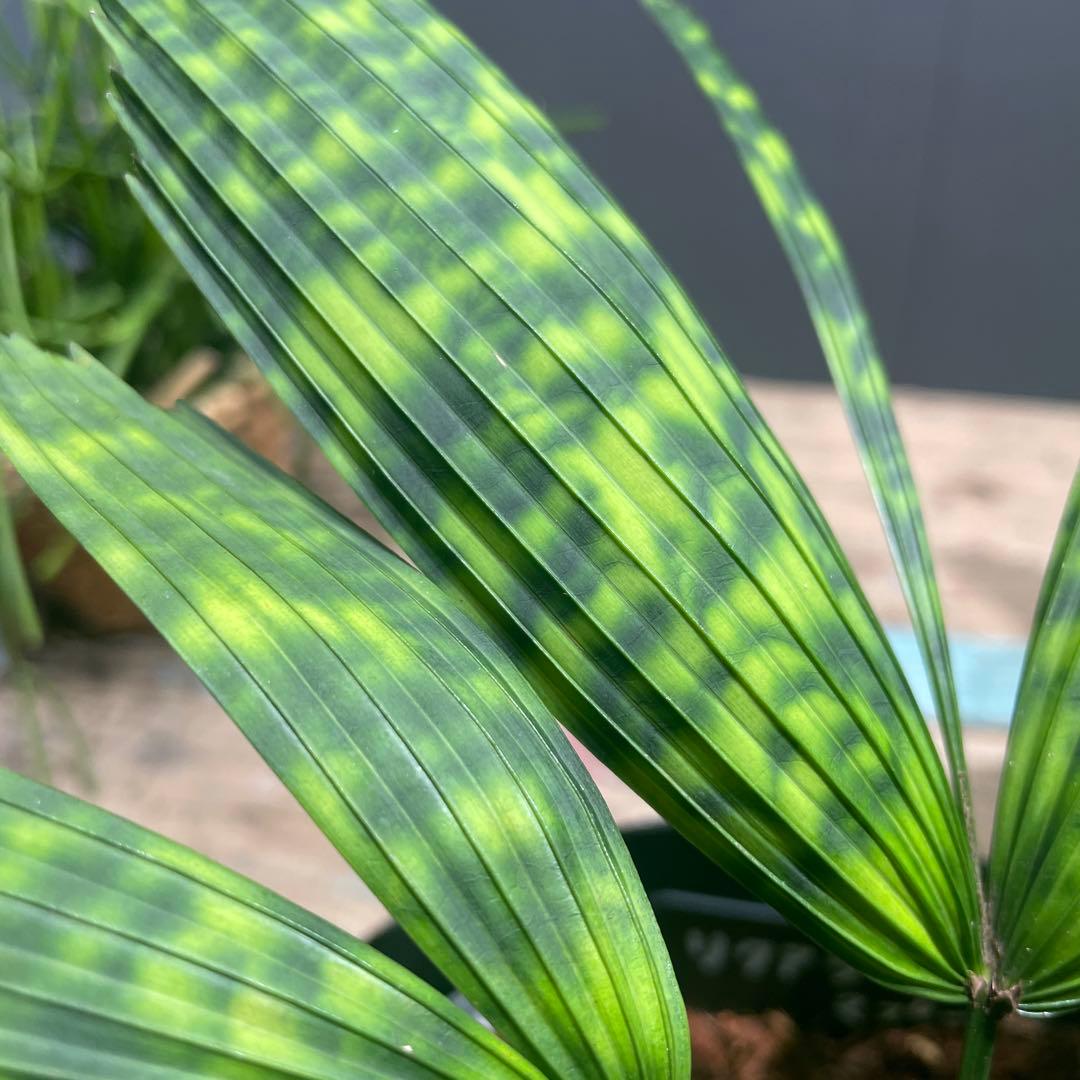 リクアラ　マプ　　希少ヤシ