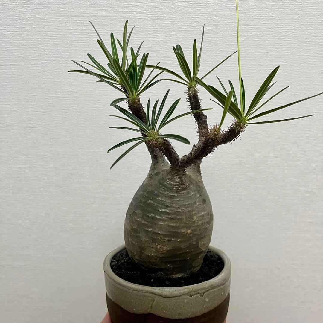 【塊根植物】パキポディウムグラキリス　信楽焼