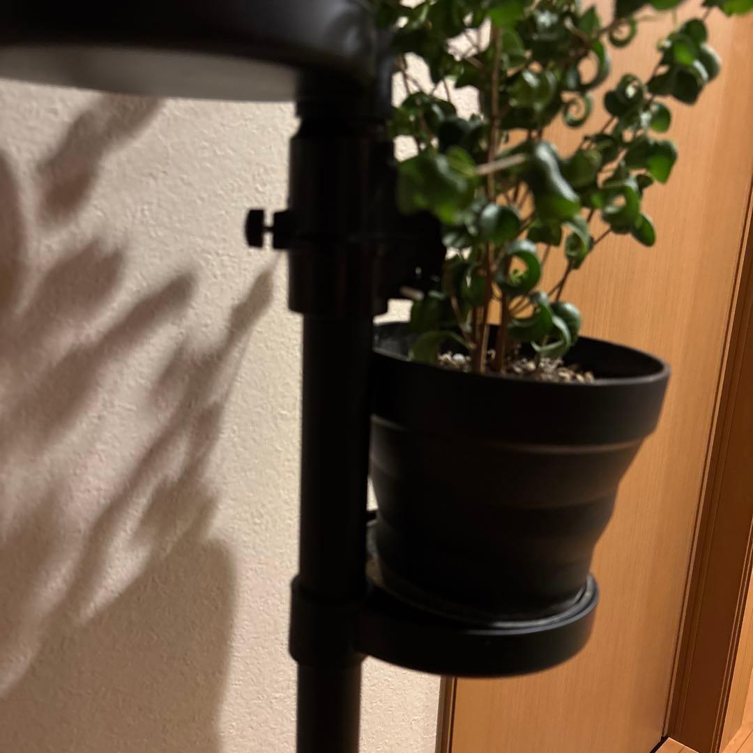 観葉植物 突っ張りポール 鉢2点 合計3点セット 240センチ前後 新品未使用品