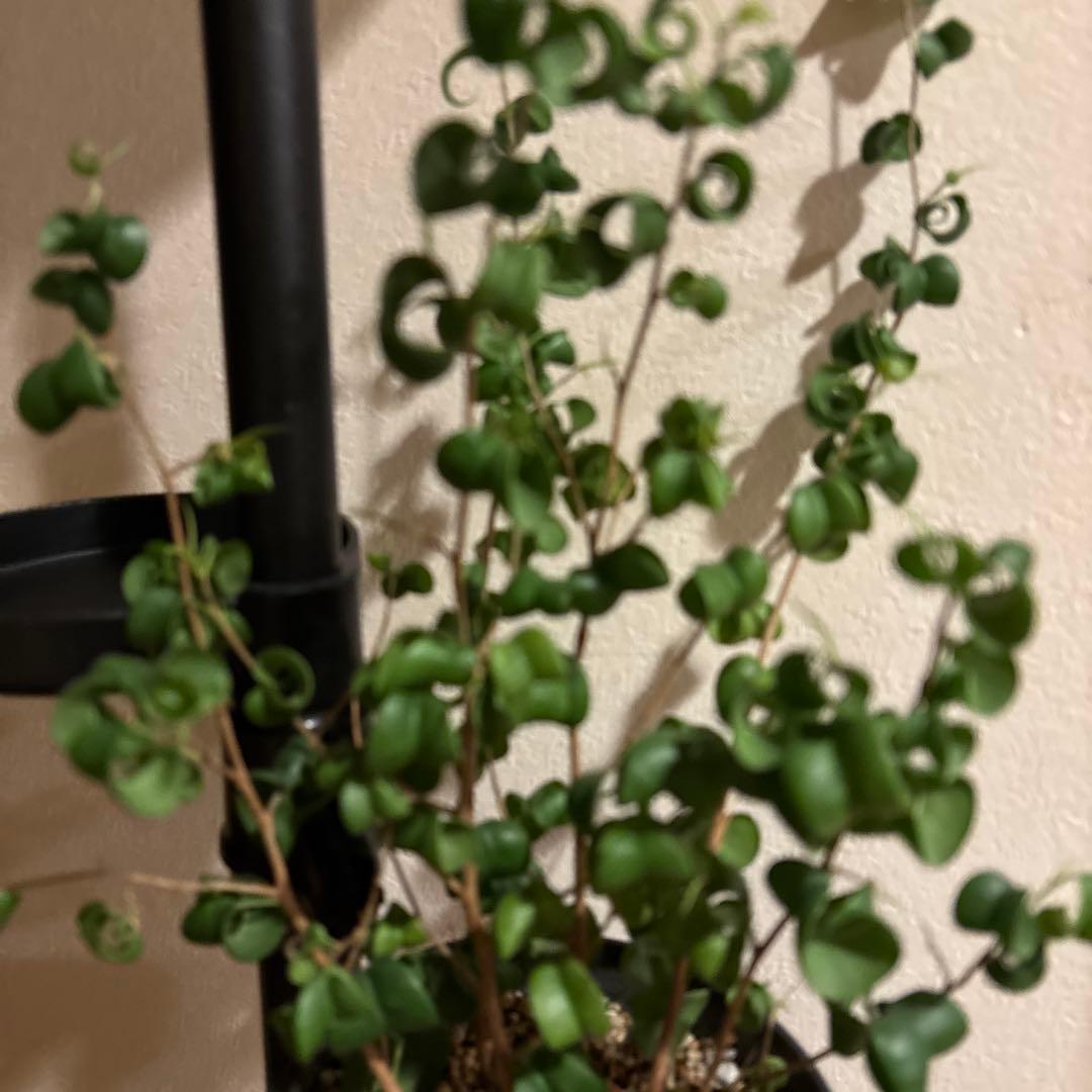 観葉植物 突っ張りポール 鉢2点 合計3点セット 240センチ前後 新品未使用品