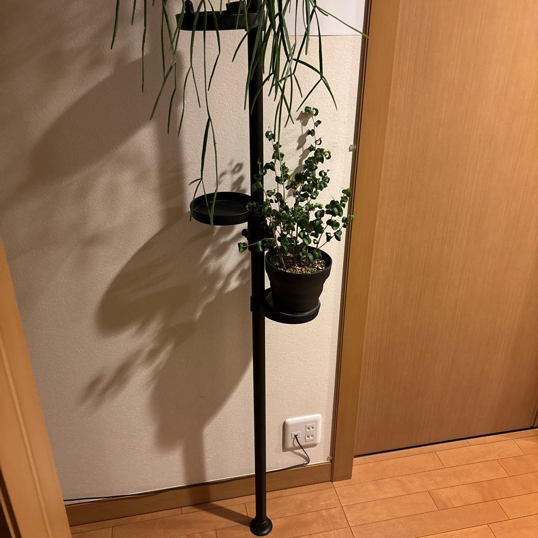 観葉植物 突っ張りポール 鉢2点 合計3点セット 240センチ前後 新品未使用品