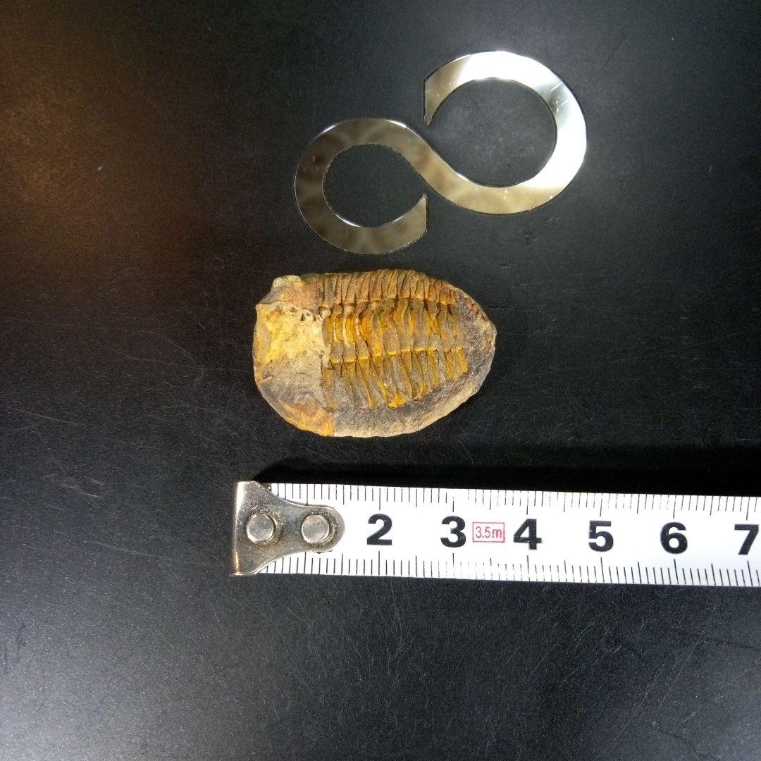 三葉虫　化石　fossil　ボリビア産　trilobite　海生動物識別⑨