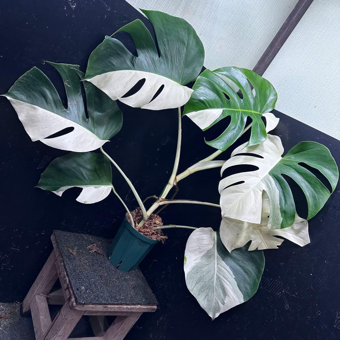 マ*ン様 モンステラ斑入りハーフムーンホワイトタイガー極美斑入り　　 77cm