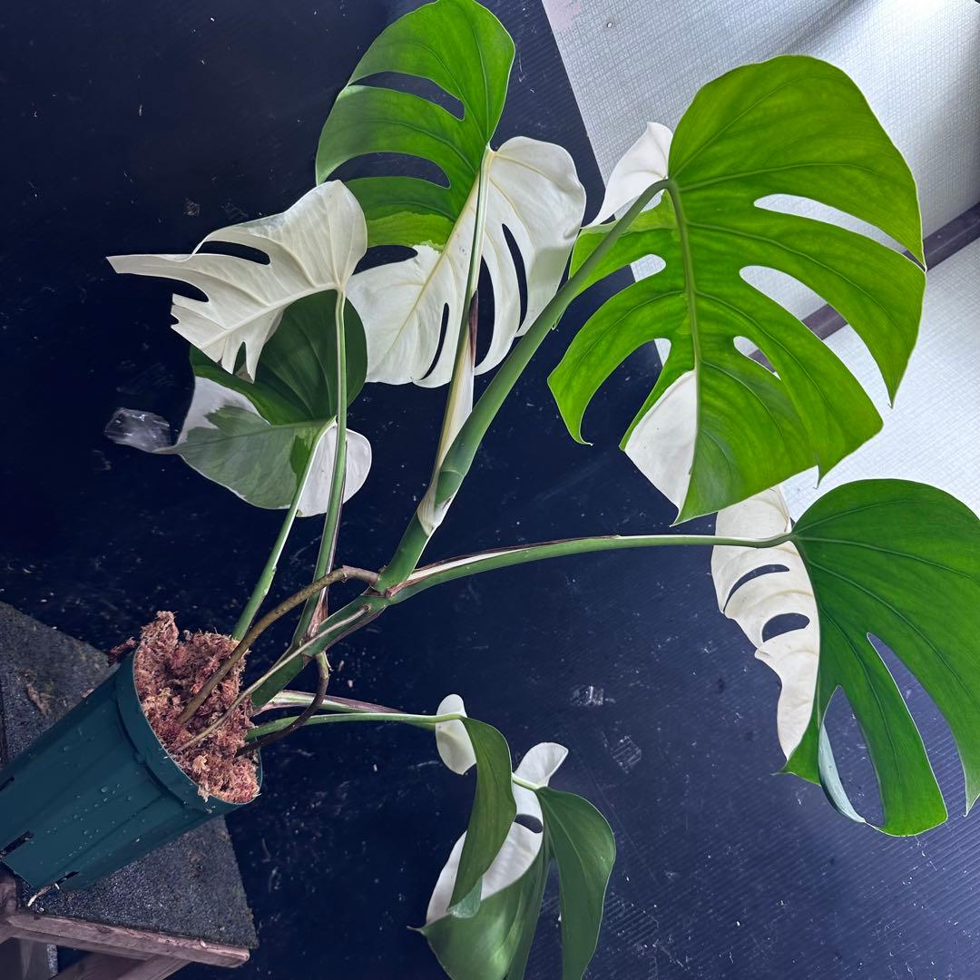 マ*ン様 モンステラ斑入りハーフムーンホワイトタイガー極美斑入り　　 77cm