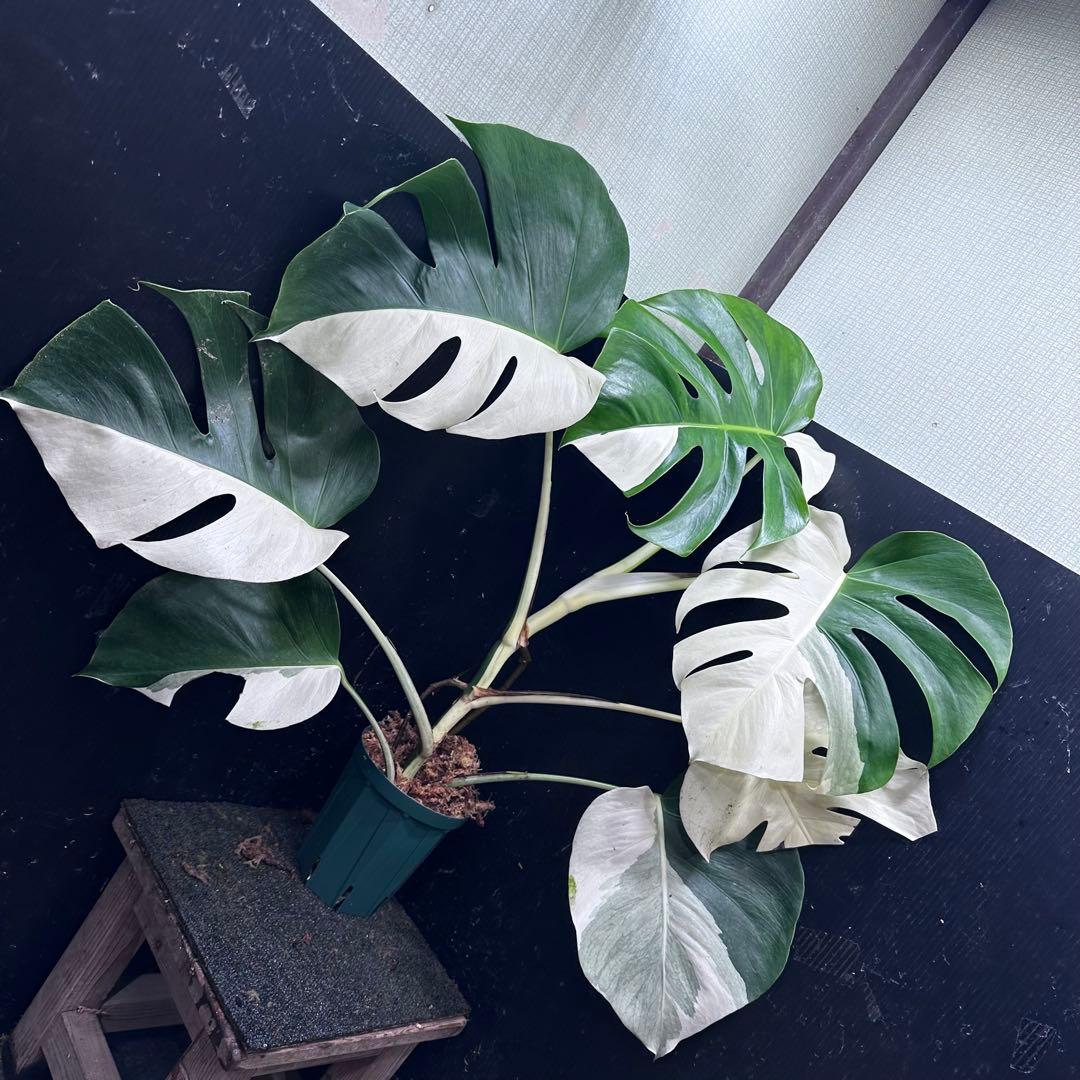 マ*ン様 モンステラ斑入りハーフムーンホワイトタイガー極美斑入り　　 77cm