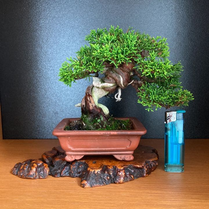 真柏　小品盆栽　盆栽　松　盆栽鉢