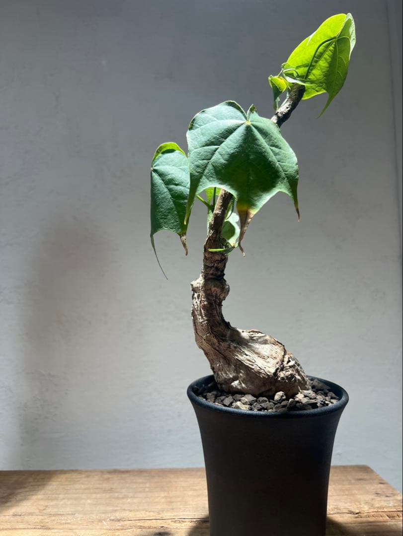 フィルミアナ・コロラータ Firmiana colorata