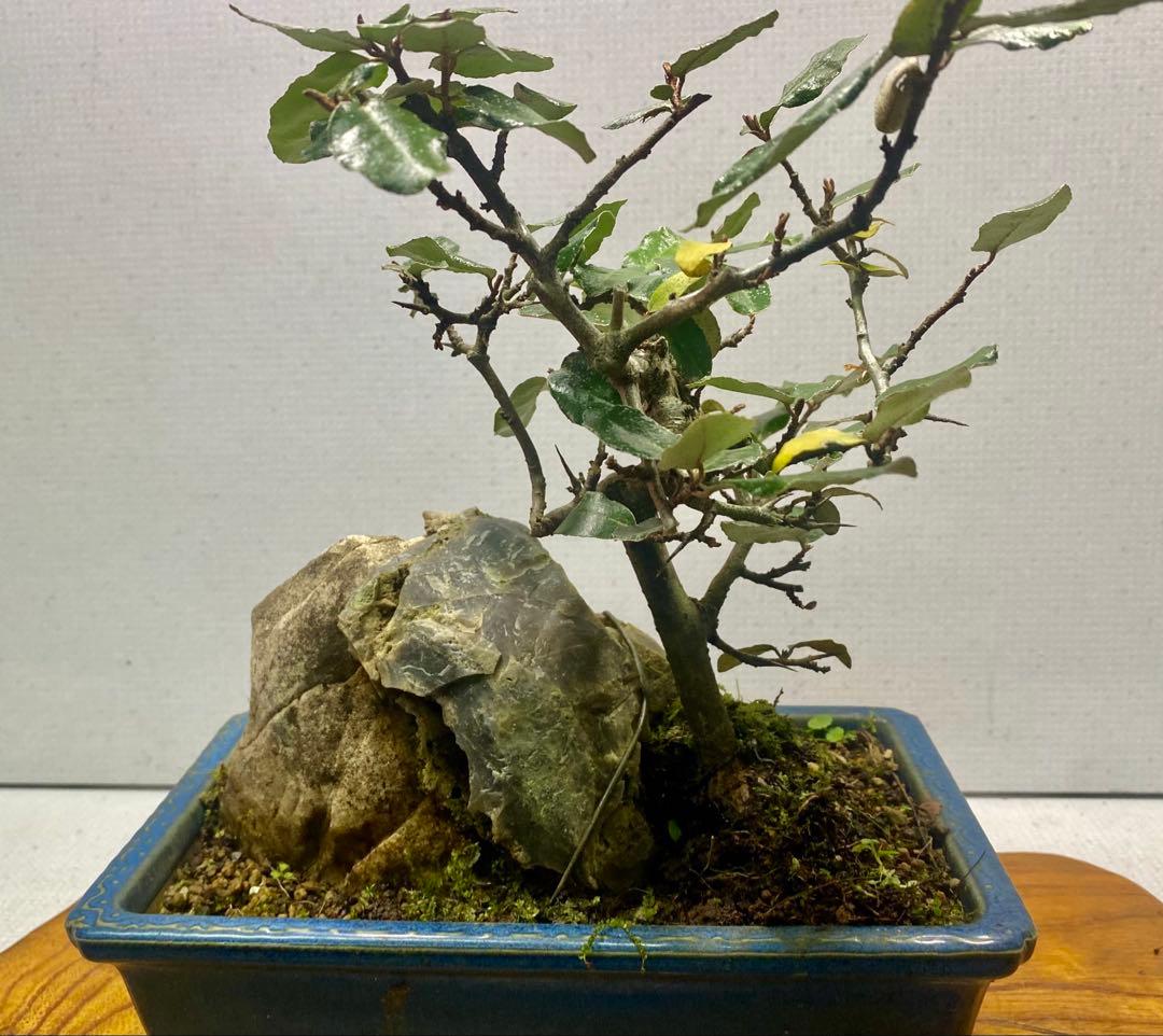 盆栽　自然石付き黒松　盆景　眺めいい❣️2鉢で