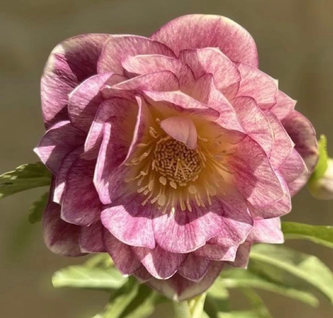 リバーシブルオーレアミスト　広瀬園芸　クリスマスローズ　白抜け　開花株　匿名発送