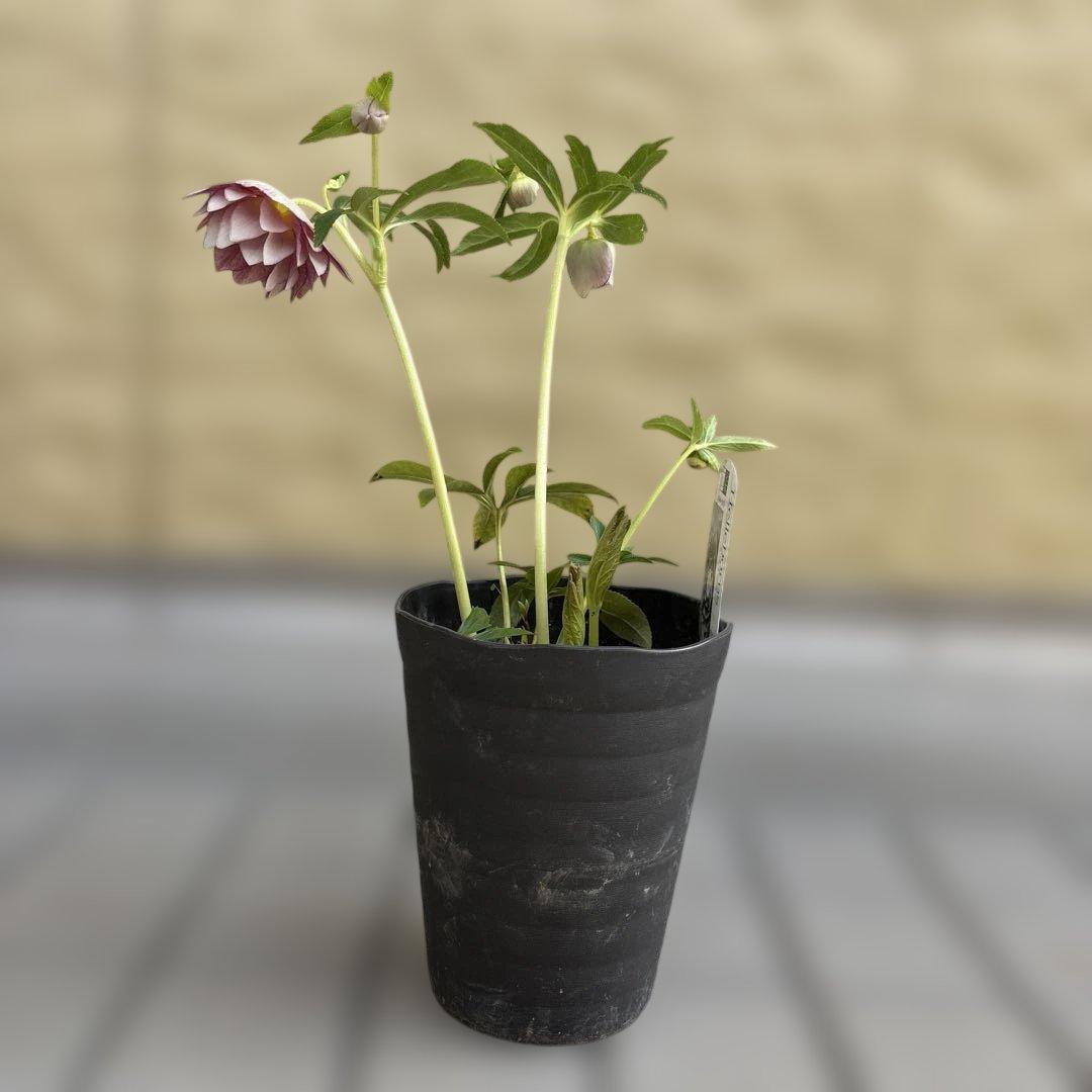 リバーシブルオーレアミスト　広瀬園芸　クリスマスローズ　白抜け　開花株　匿名発送