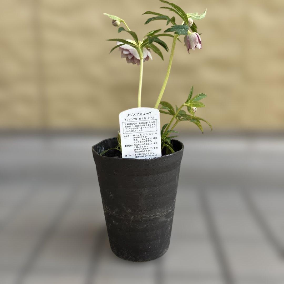 リバーシブルオーレアミスト　広瀬園芸　クリスマスローズ　白抜け　開花株　匿名発送
