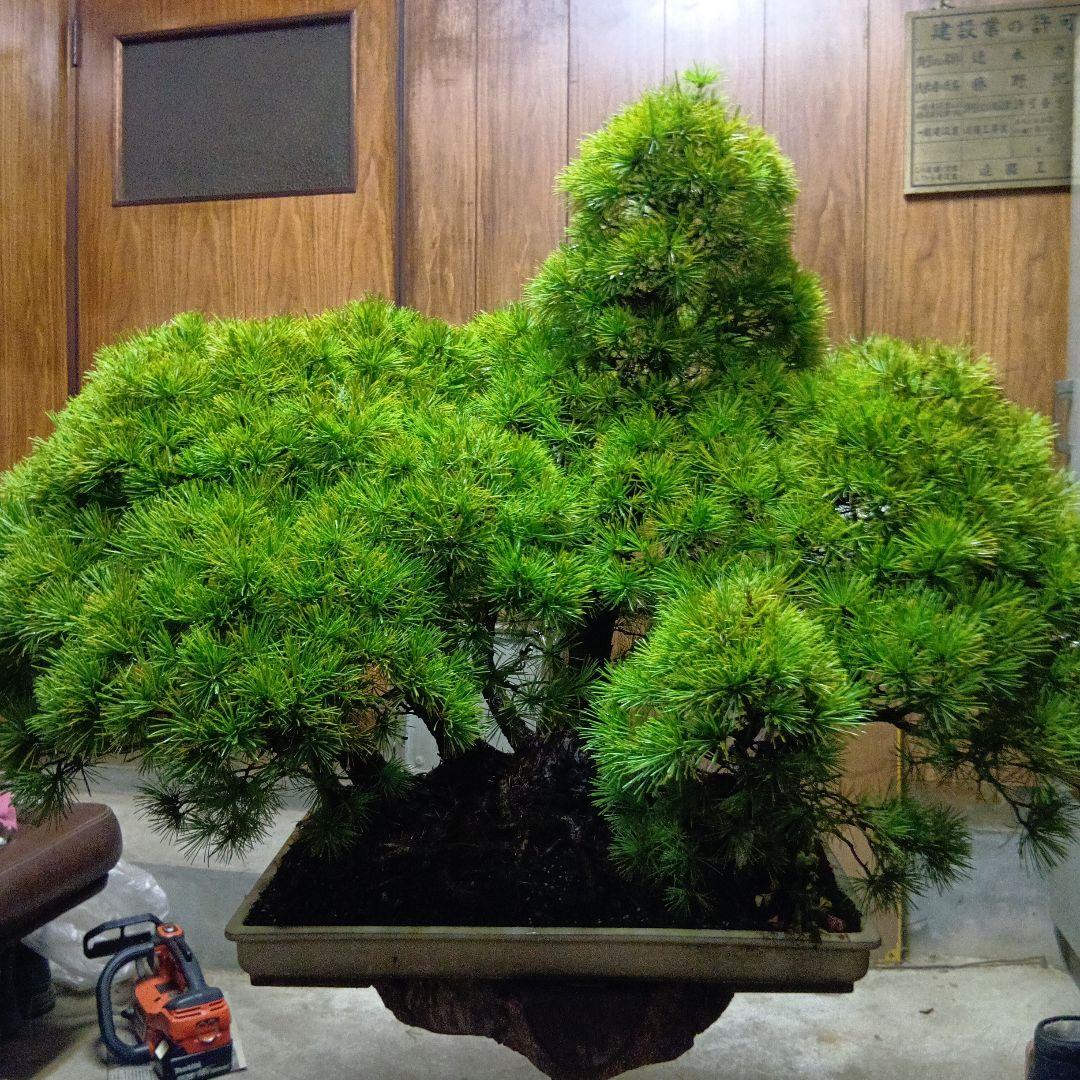 五葉松の盆栽（根連なり70年数持ち込み古い）