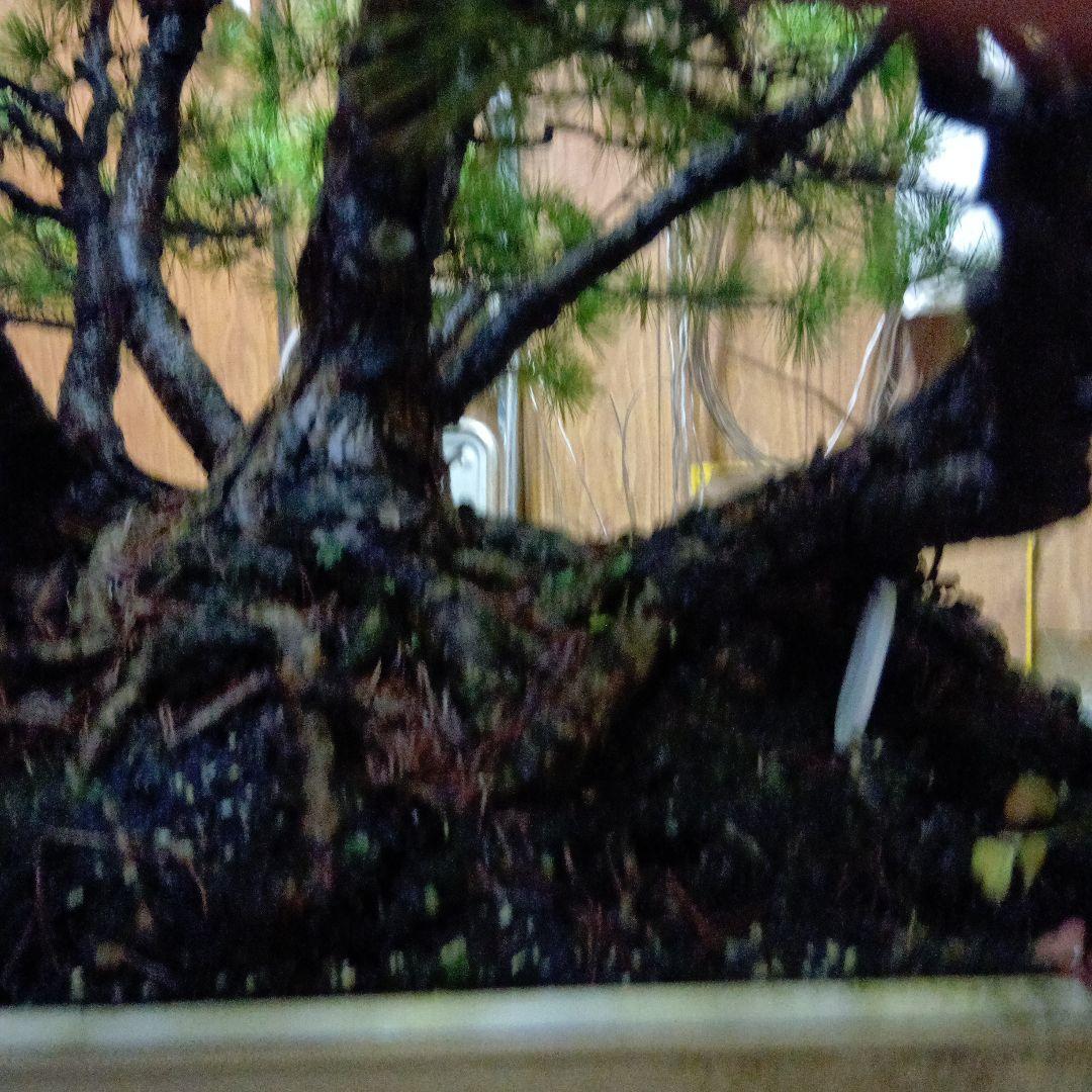 五葉松の盆栽（根連なり70年数持ち込み古い）