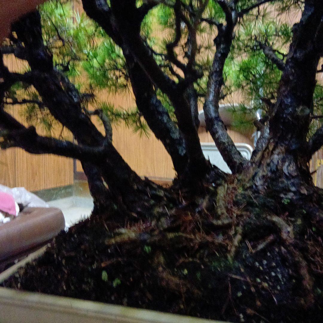 五葉松の盆栽（根連なり70年数持ち込み古い）