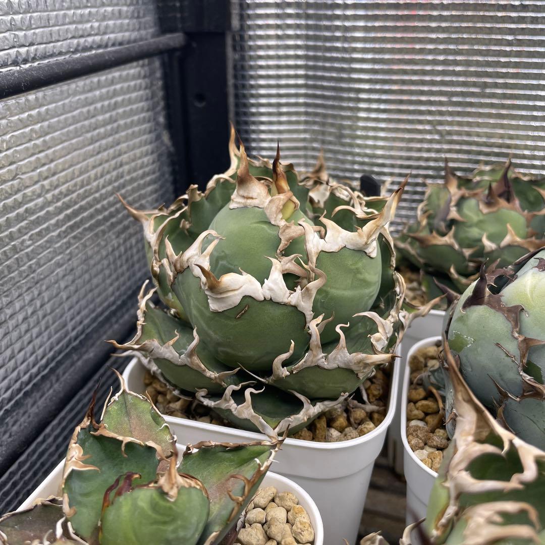 アガベ チタノタ シーザー lize産