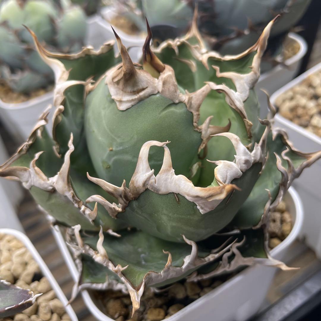 アガベ チタノタ シーザー lize産