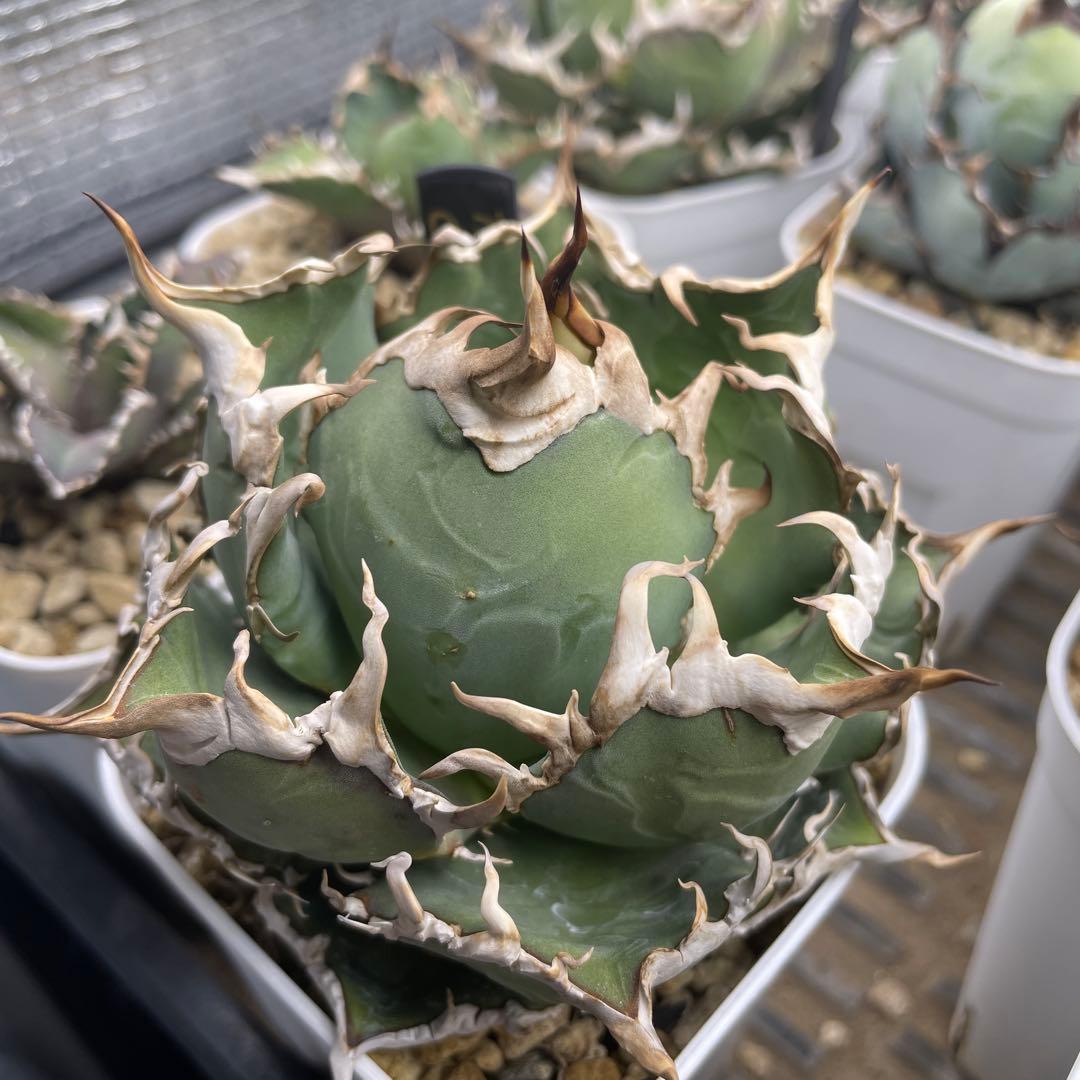 アガベ チタノタ シーザー lize産