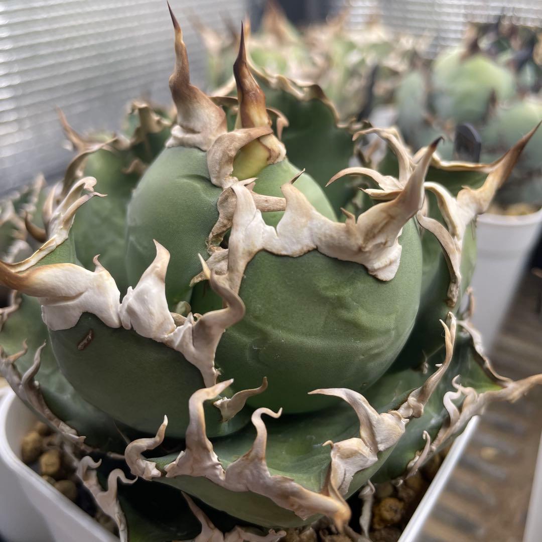 アガベ チタノタ シーザー lize産