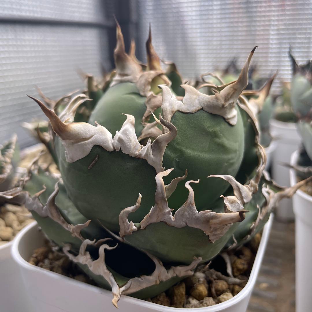 アガベ チタノタ シーザー lize産