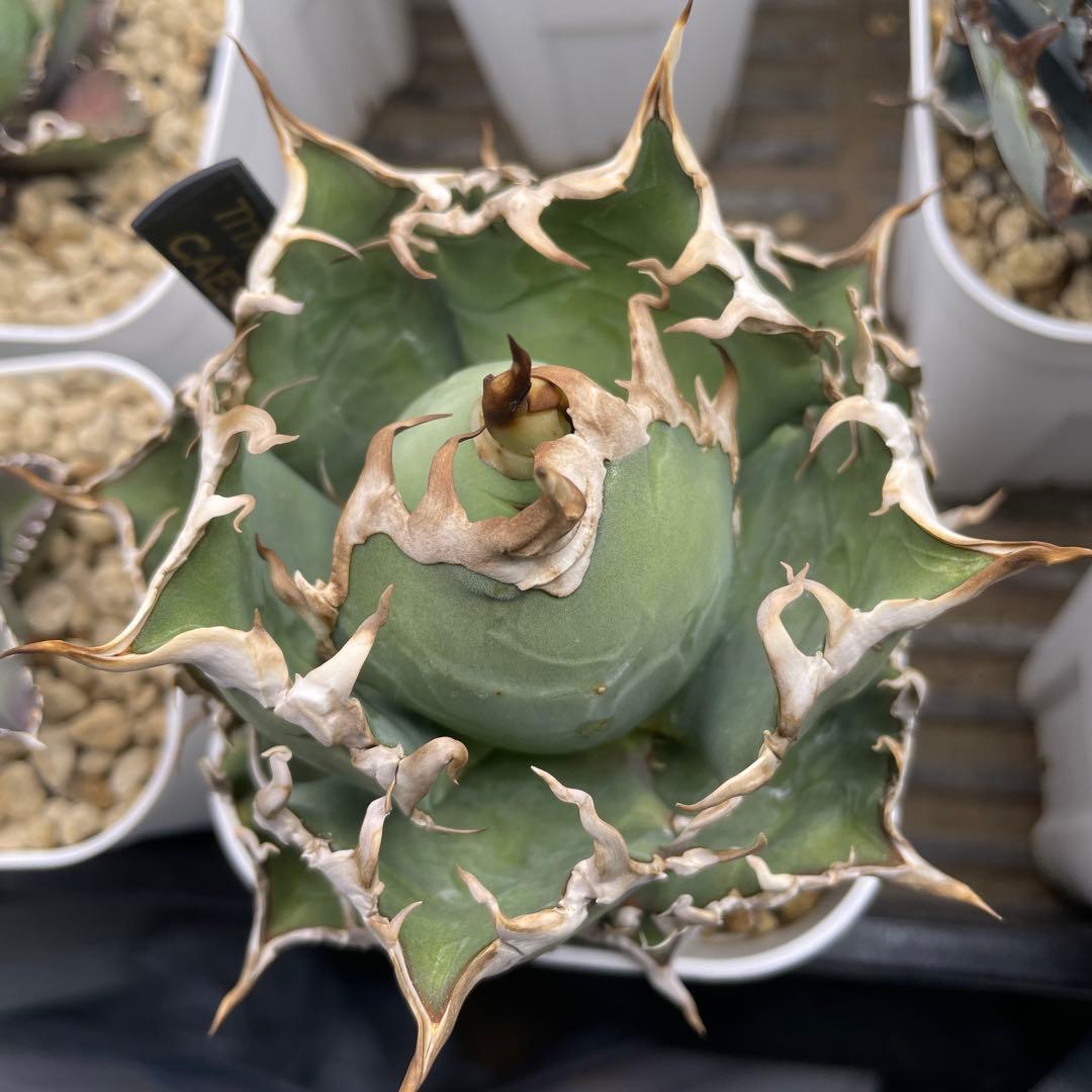 アガベ チタノタ シーザー lize産