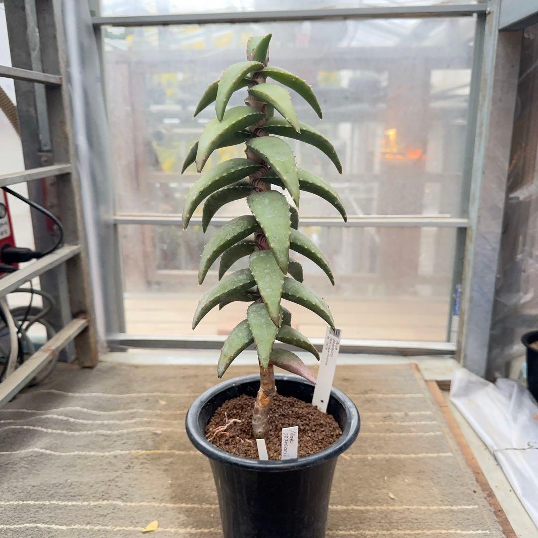 専用Sunday様　アロエ　ペアルソニー　Aloe pearsonii