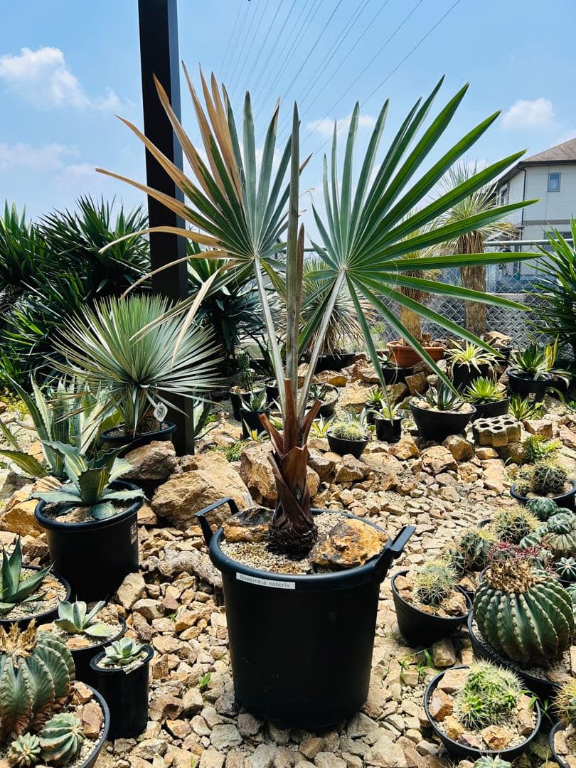 希少最高級 ビスマルキアノビリス シルバー