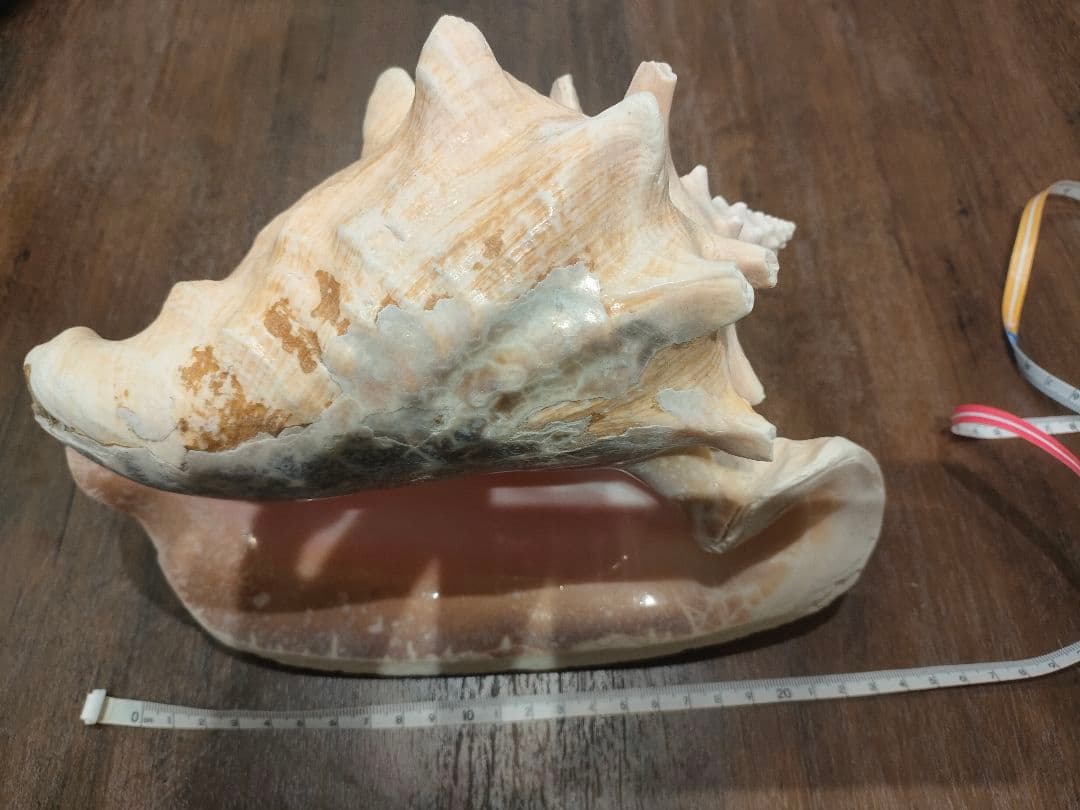 特大サイズ クイーンコンクシェル コンク貝