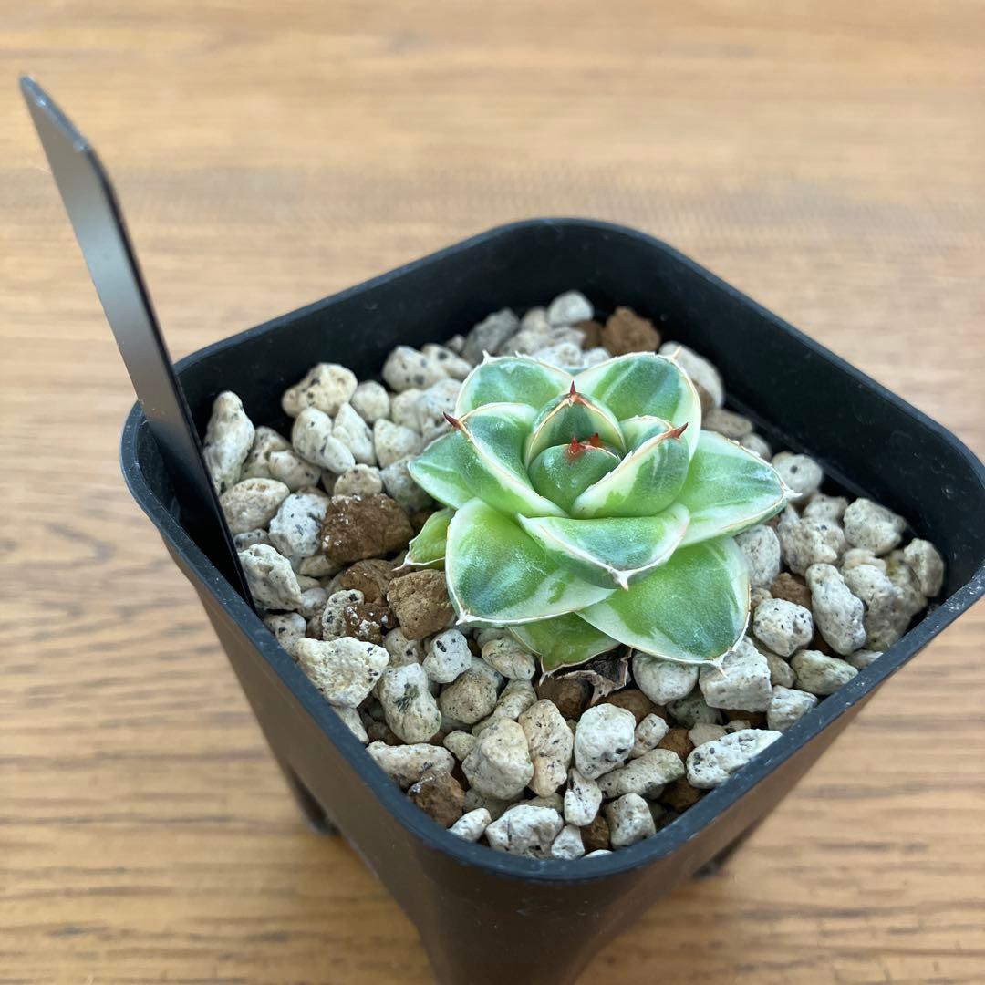 m*n様 【初売りオークション】33 活着　赤棘　アガベ　王妃笹の雪A型　ピンキ