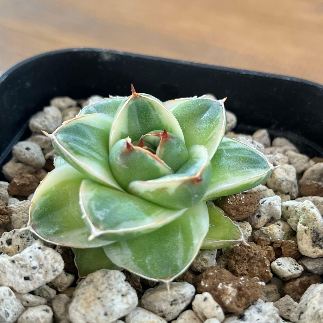 m*n様 【初売りオークション】33 活着　赤棘　アガベ　王妃笹の雪A型　ピンキ