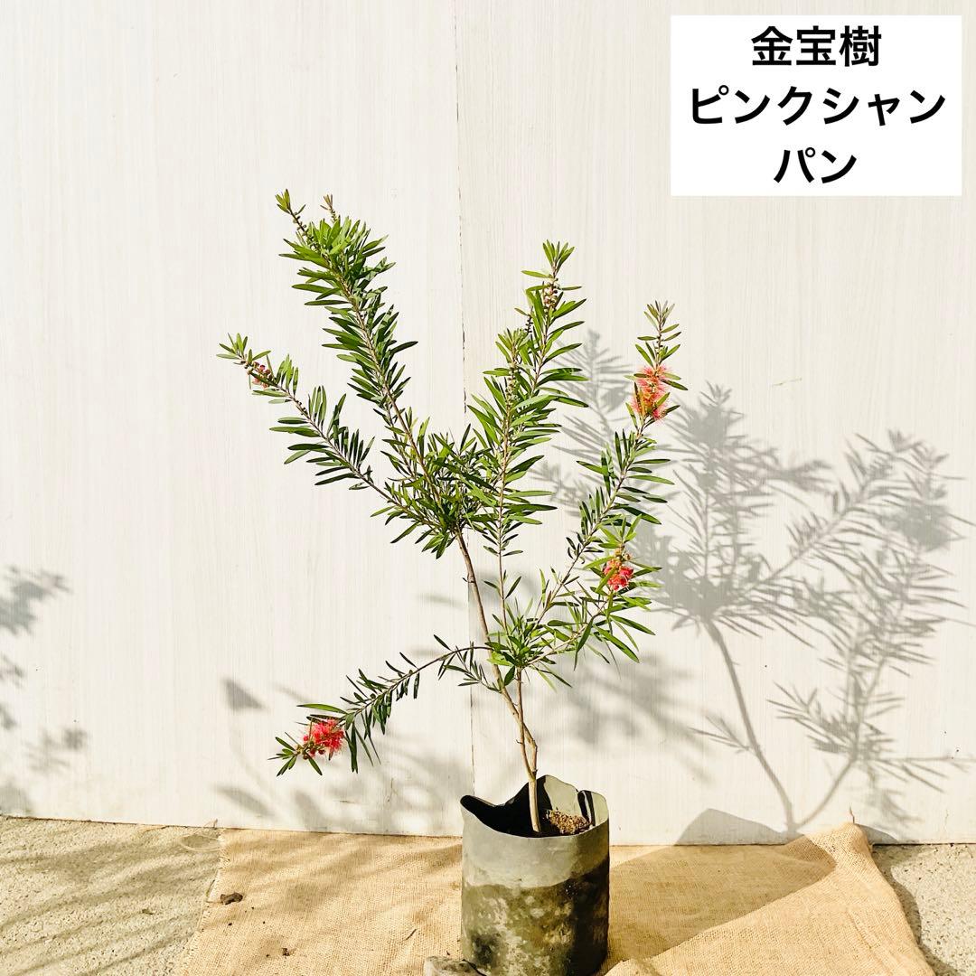 金宝樹　ピンクシャンパン/ 734