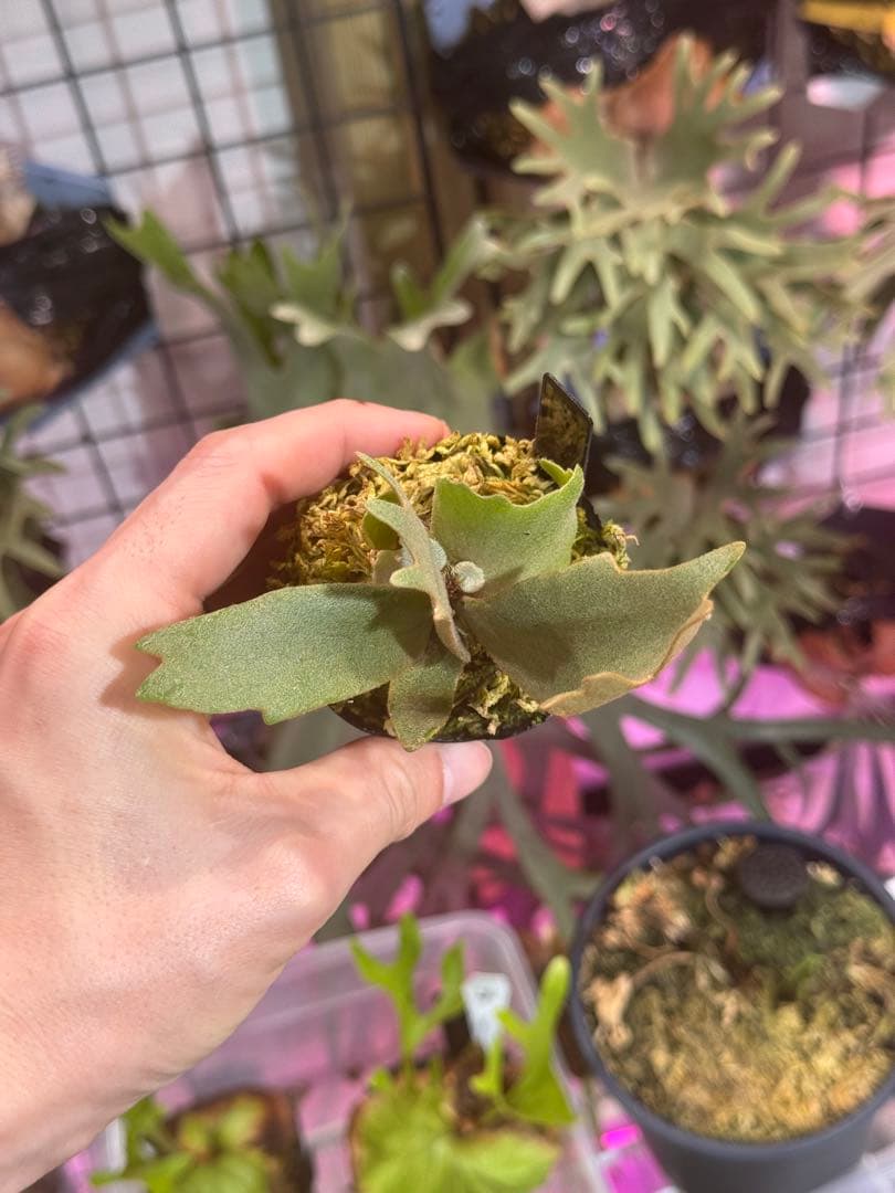 ビ*★様 エルブス　ウィリンキー　ビカクシダ　子株