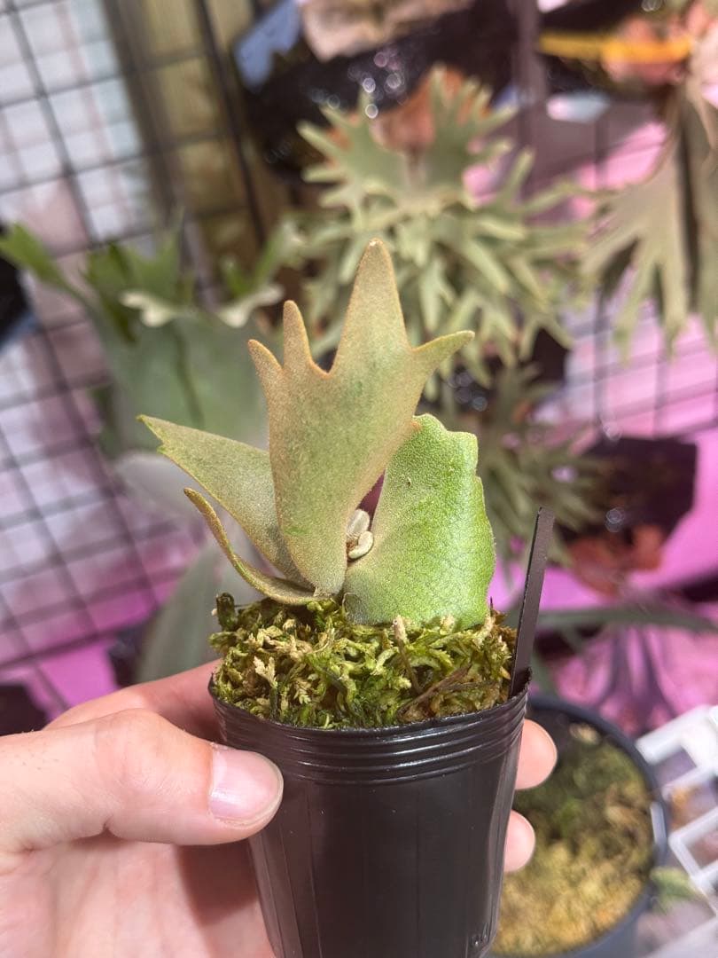 ビ*★様 エルブス　ウィリンキー　ビカクシダ　子株