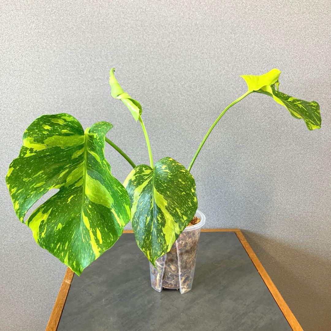 超絶希少❗️モンステラ　デリシオーサ　エレクトロライト✨