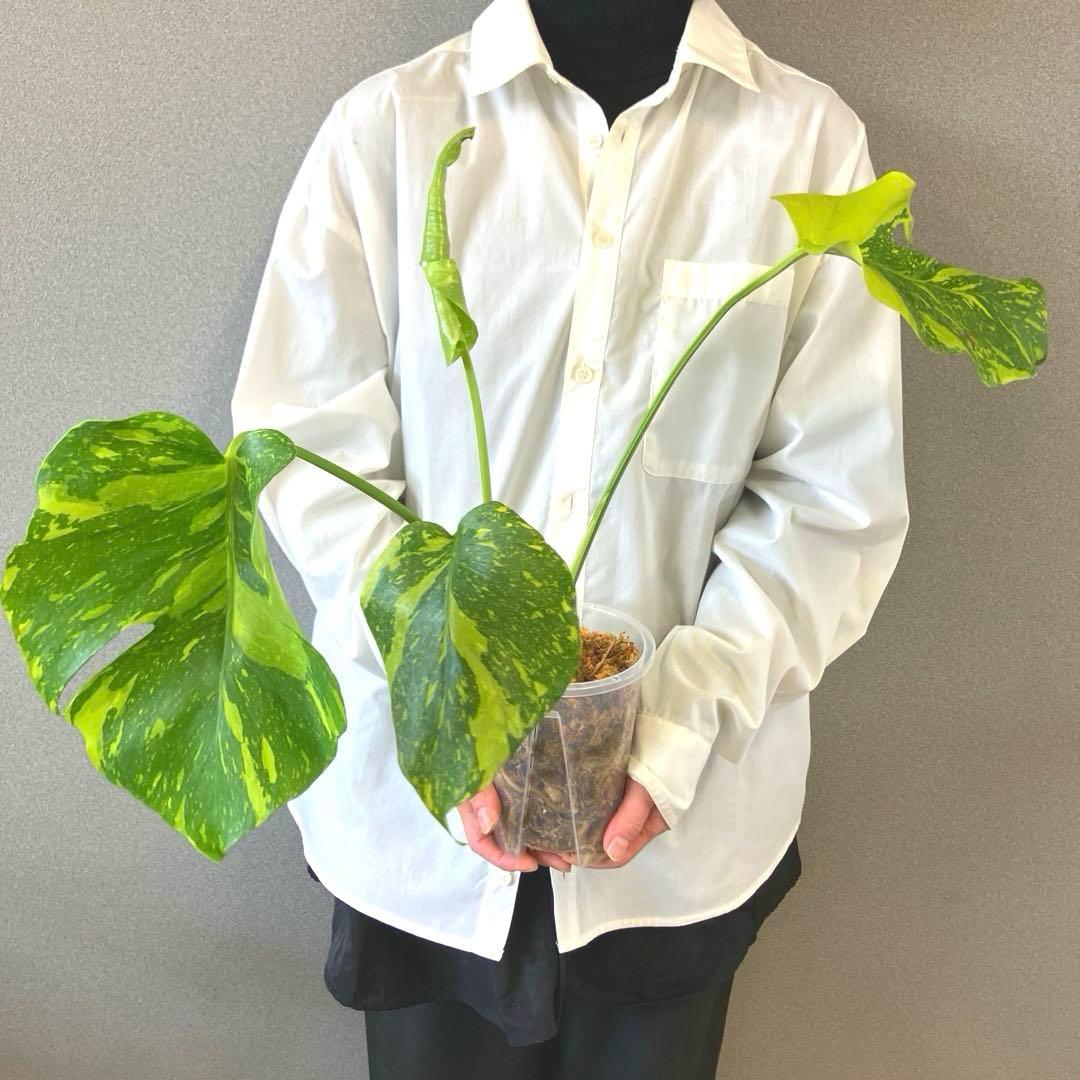 超絶希少❗️モンステラ　デリシオーサ　エレクトロライト✨