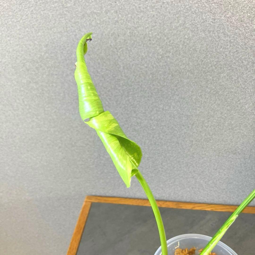 超絶希少❗️モンステラ　デリシオーサ　エレクトロライト✨