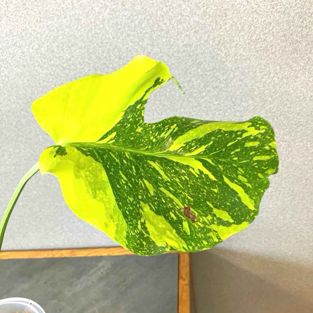 超絶希少❗️モンステラ　デリシオーサ　エレクトロライト✨