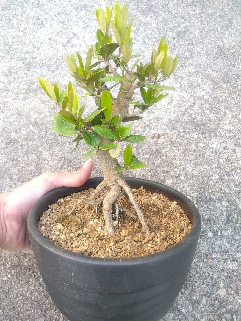 オリーブ　ひなかぜ　盆栽　6号陶器鉢つき　根上がり❗　①