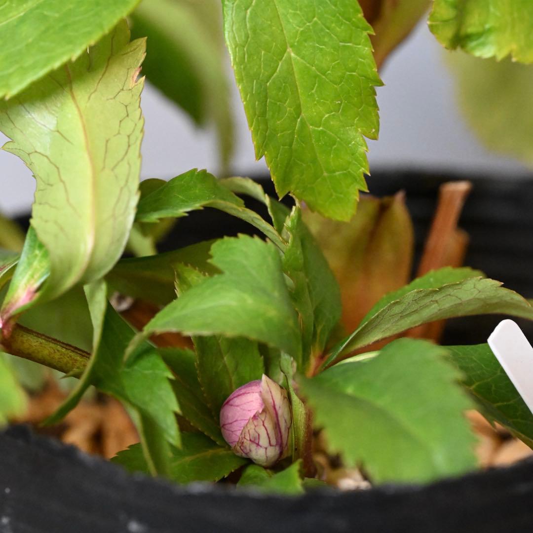 クリスマスローズ エンジピンクゴールド（オーレア） 開花株