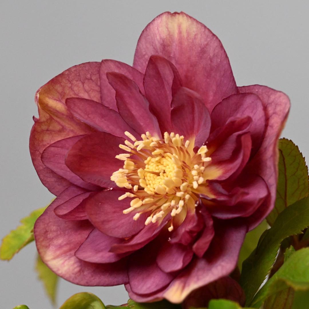 クリスマスローズ エンジピンクゴールド（オーレア） 開花株