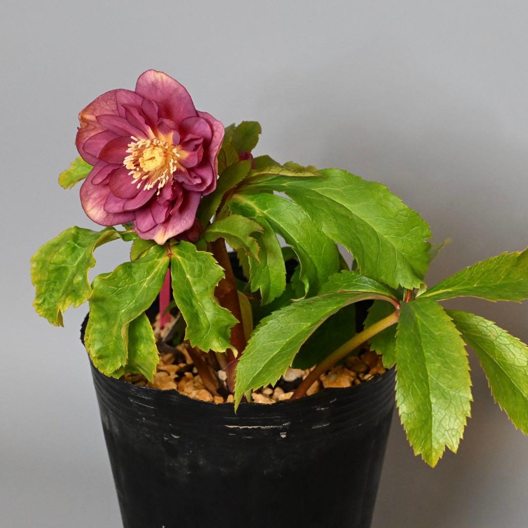 クリスマスローズ エンジピンクゴールド（オーレア） 開花株