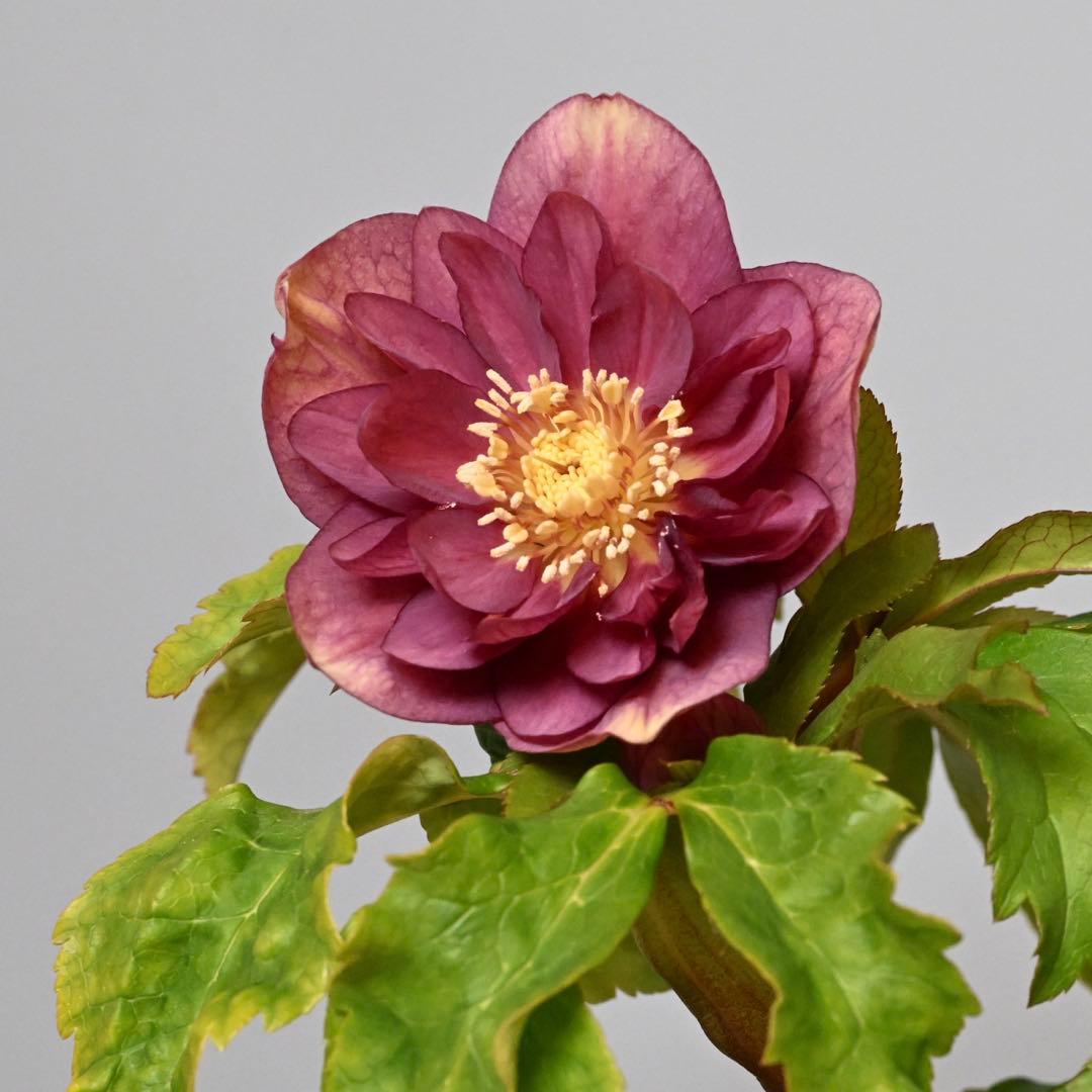 クリスマスローズ エンジピンクゴールド（オーレア） 開花株